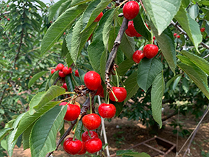 cherry picking kuwu